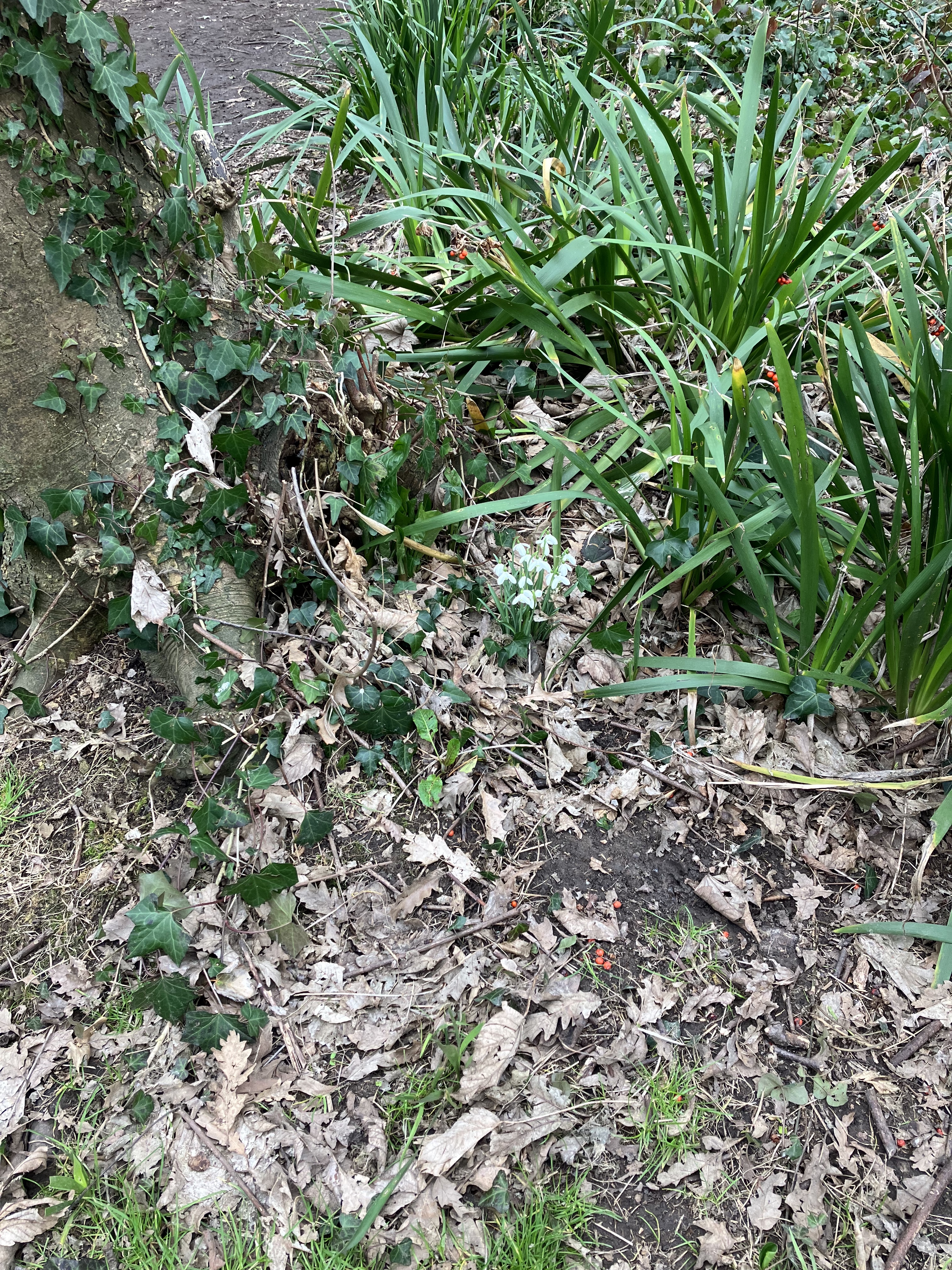 Feb 22 Snowdrops
