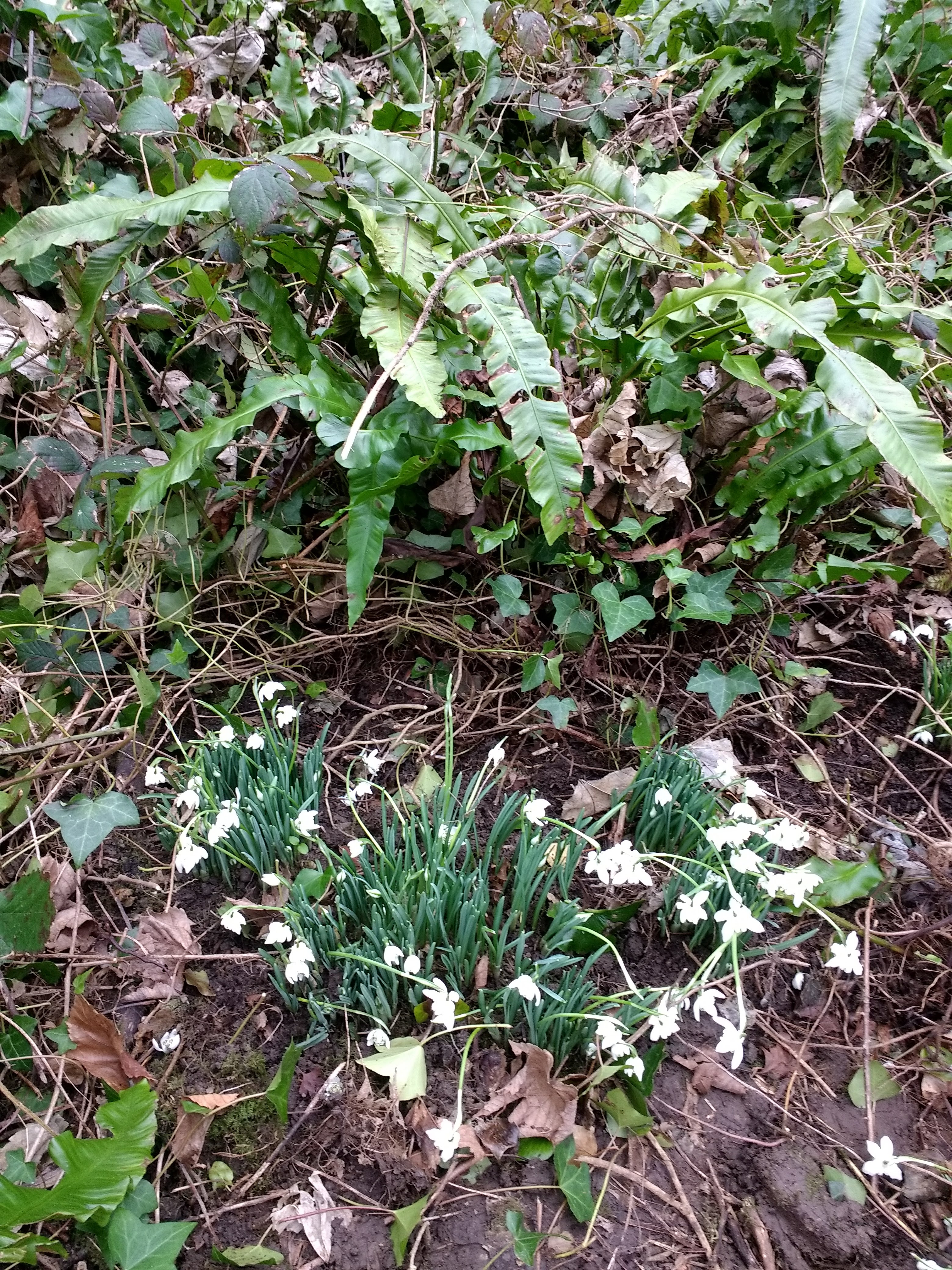 Snowdrops